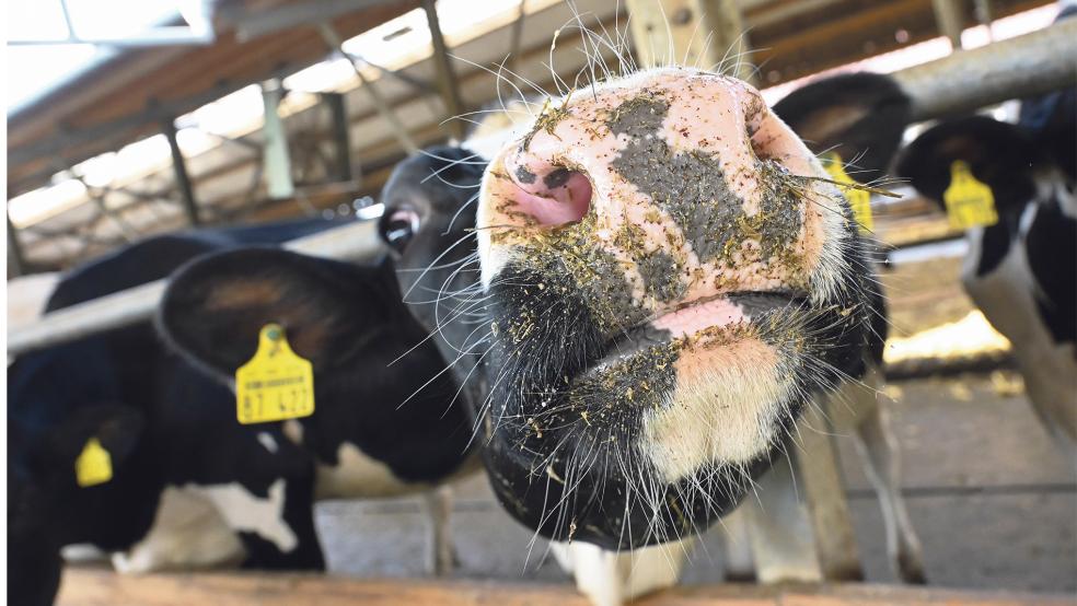 Bei zwei Rindern im nördlichen Emsland wurde eine Infektion mit dem Blauzungen-Virus festgestellt.  © Symbolfoto: Zucchi (dpa)
