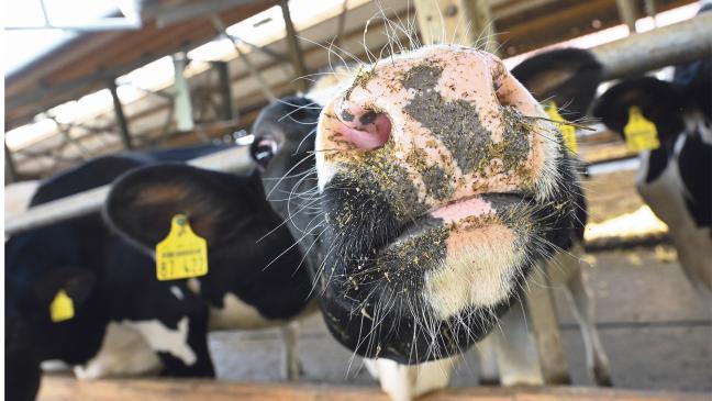 Blauzungen-Virus breitet sich aus