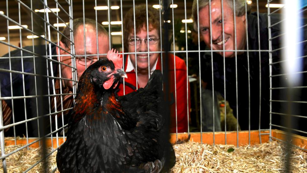 Am Wochenende kann in der Kleintierhalle in Weener buntes Geflügel bestaunt werden. © Foto: Bruins