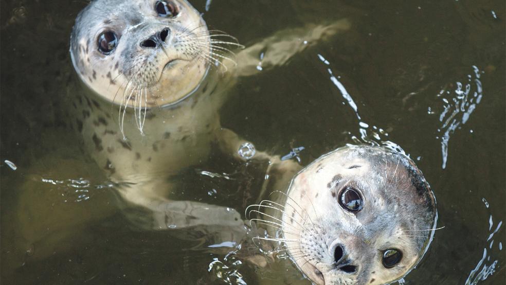 Besucher sollen junge Seehunde in der Station in Norddeich künftig noch besser beobachten können.  © Foto: Wagner (dpa)