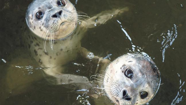 Seehundstation bangt um Millionen-Förderung