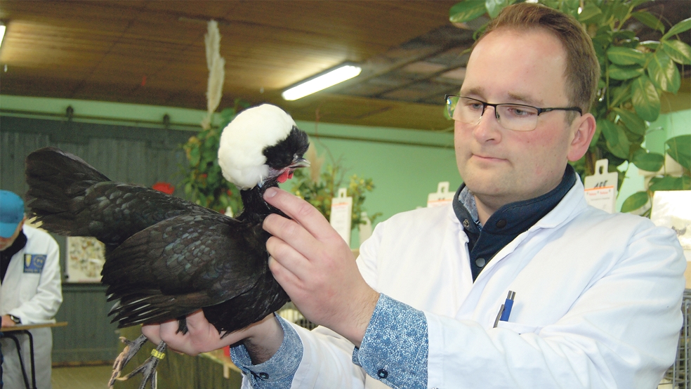 Preisrichter Jens Tammen aus Emden zeigt hier ein Holländer Haubenhuhn, genauer gesagt eine Henne, aus der Zucht des gebürtigen Weeneraners Albert Eckoff, er lebt mittlerweile in Rhede.  © Foto: Hoegen