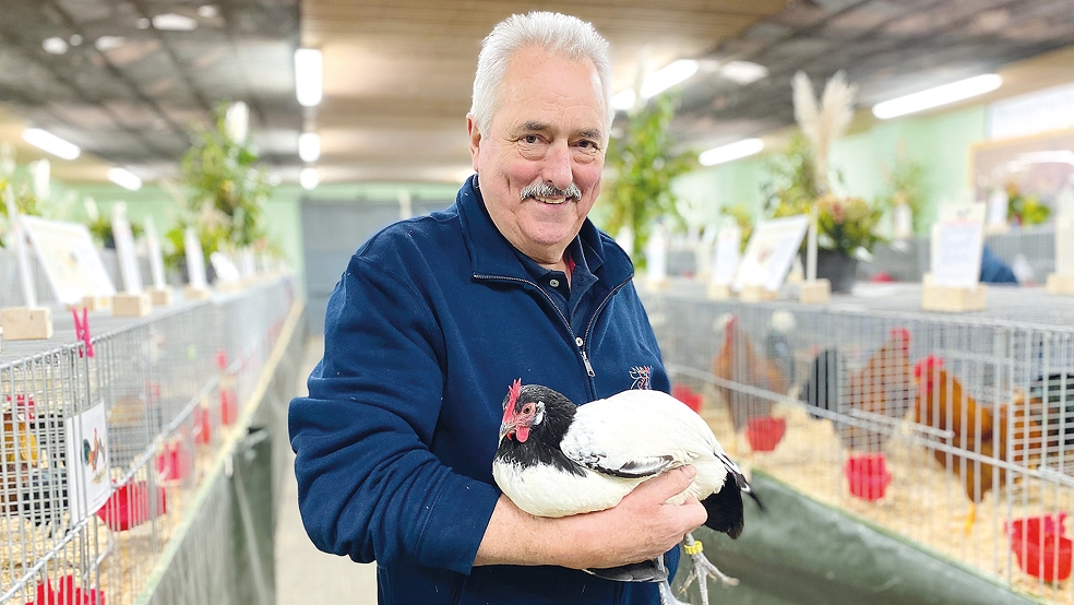 Stolz zeigt Gerhard Niemann als Vorsitzender des Geflügelzuchtvereins seine prämierte LakenfelderHenne, die mit den maximal erreichbaren 97 Punkten als »vorzüglich« bewertet wurde.  © Fotos: Kuper