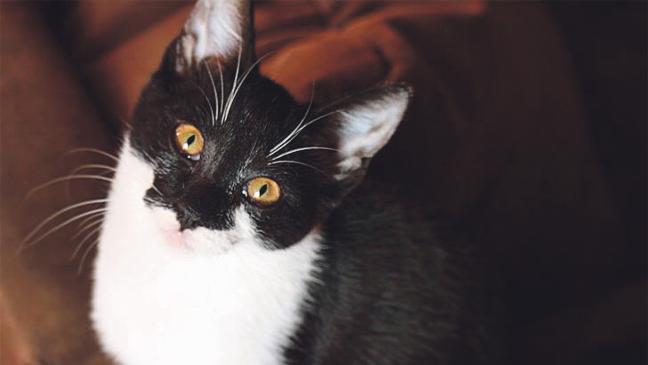 Kein Geld für die »Streunerkatzen«