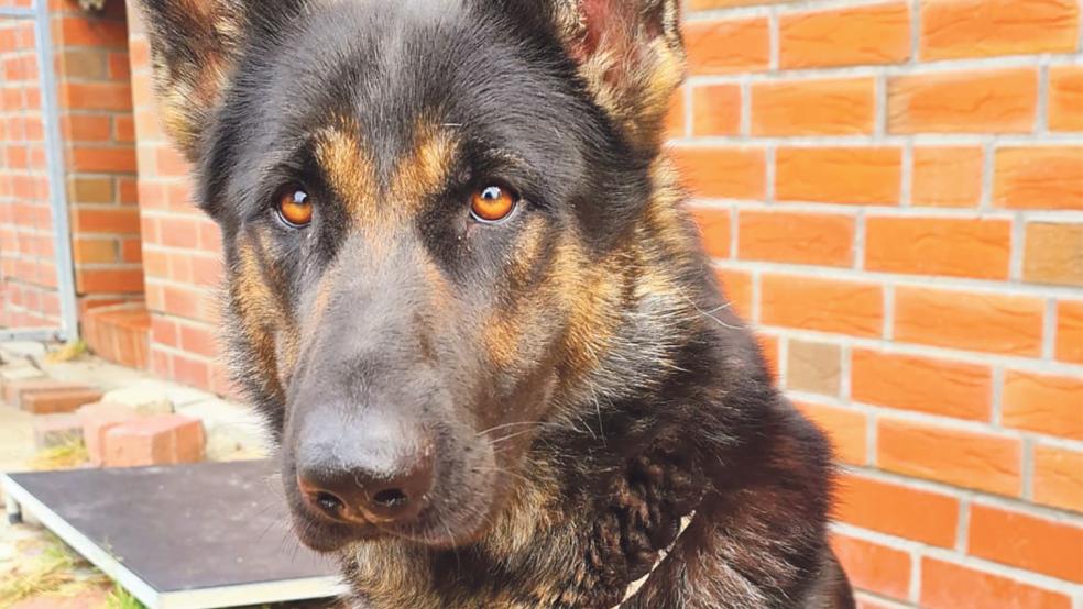 "Bonnie" sucht ein Zuhause. © Tierschutz