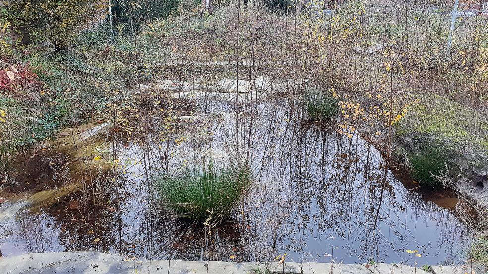Noch sieht es hier aus wie in einem Biotop, im kommenden Jahr soll jedoch mit den Arbeiten für die neue Stadtbücherei mit Begegnungsstätte begonnen werden.  © Foto: Berents