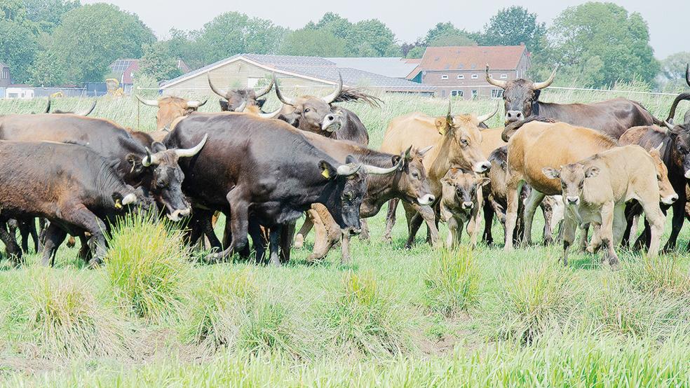 Schon seit Mitte Oktober gibt es keine Heckrinder mehr auf den Flächen in Coldam (Foto). Nun ist auch die Herde ihrer Artgenossen in Nüttermoor aufgelöst.  © Archivfoto: Hanken 