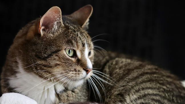 Kater durch Luftgewehr-Kugel schwer verletzt