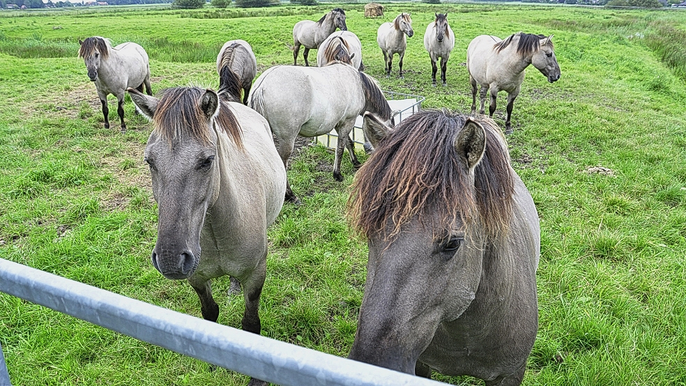 Diese Konik-Pferde weiden mittlerweile nicht mehr in Coldam.  © Archivfoto: Wolters