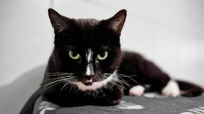 »Prinzessin« sucht Zuhause