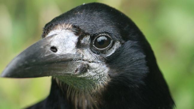 Krähen-Vergrämung wird noch geprüft