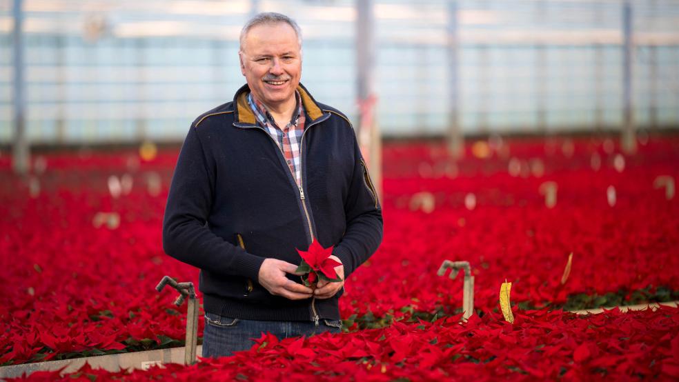 Frank Silze inmitten der blühenden Pracht von Mini-Weihnachtssternen. Der Halter Gartenbaubetrieb exportiert europaweit. © dpa (Archiv)