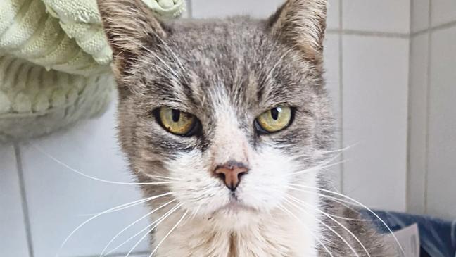 »Bandit« kuschelt gerne