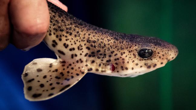 Polizei rettet Hai auf Borkum