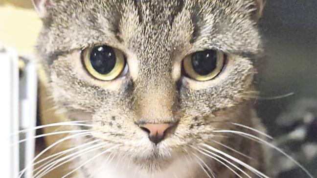 »Yuki« sucht Menschen