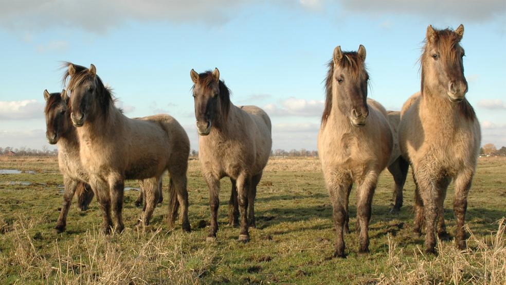 13 Konikpferde weiden derzeit noch in Thedingaer Vorwerk. Auch diese Herde soll noch aufgelöst werden.  © Foto: NABU