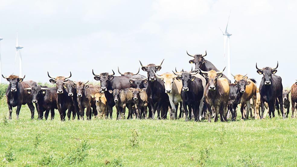 Die Heckrinder lebten in Coldam und Nüttermoor im Herdenverband zusammen. Inzwischen sind einige Tiere geschlachtet worden. Die meisten wurden an andere Beweidungsprojekte oder Landwirte vermittelt.  © Foto: Hanken