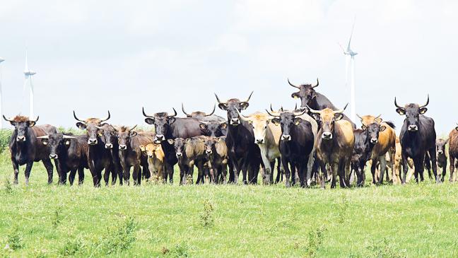 Nabu-Woldenhof wird nicht schrumpfen