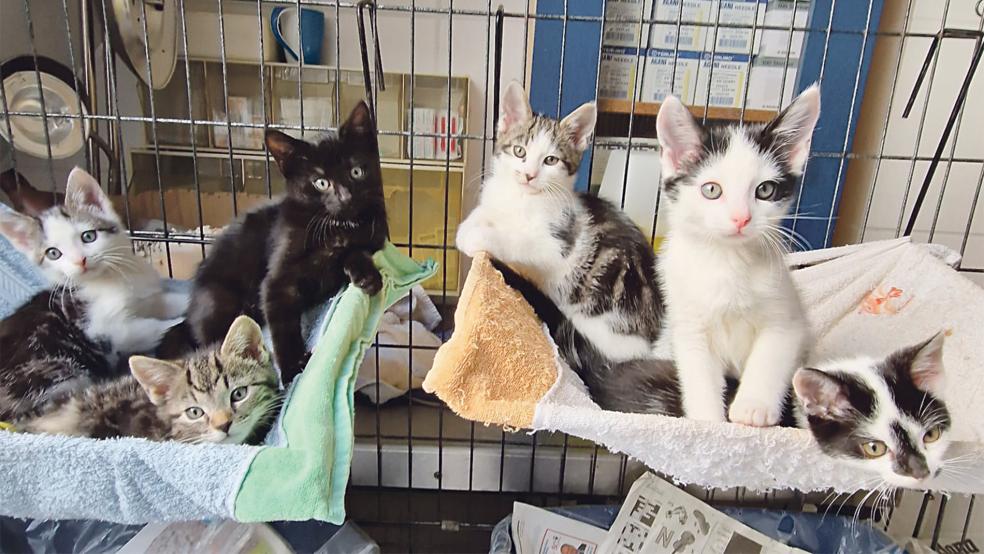 Im Tierheim in Stapelmoor werden die sechs Jungtiere jetzt versorgt. Der Tierschutz sucht ihre Besitzer.  © Foto: Tierschutz