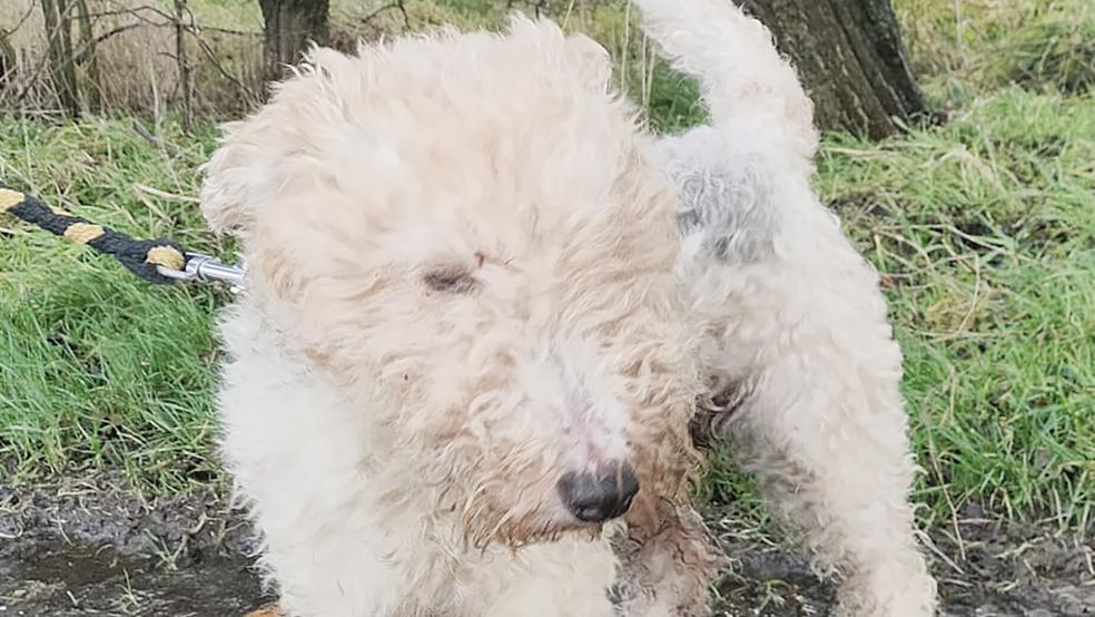 »Charly« sucht ein neues Zuhause.  © Foto: Tierschutz