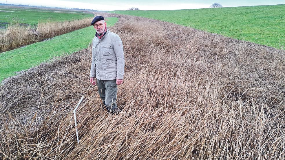 Im Deichvorland an der Ems in Nendorp steht Meint Hensmann bis zu den Knien im Teek. Der Oberdeichrichter schätzt, dass insgesamt sechs bis sieben Tonnen angespült wurden.  © Foto: Szyska