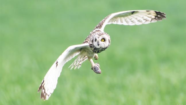 Von Sumpfohreulen und Wiesenbrütern