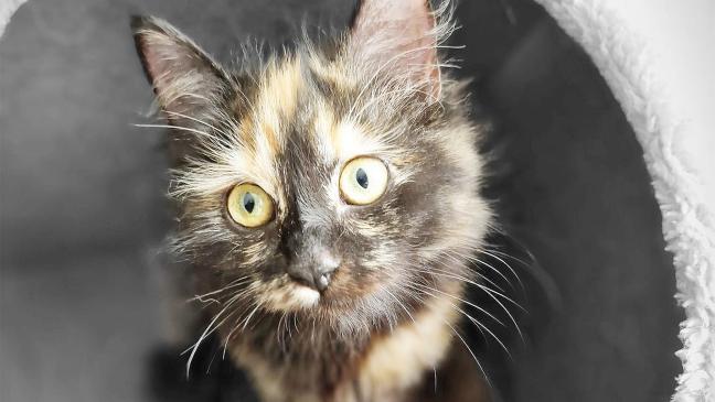 Katze »Miki« ist lieb und verspielt