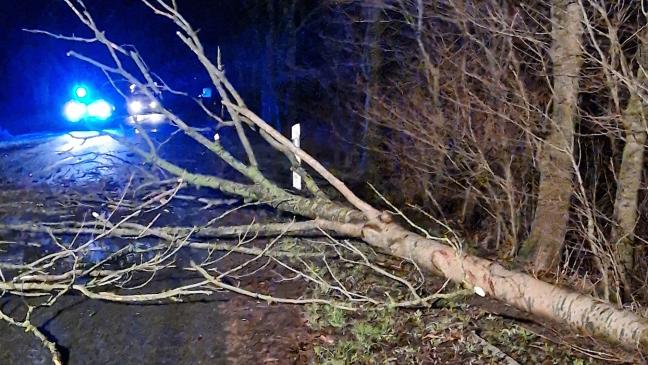 Baum blockierte Neuschanzer Straße
