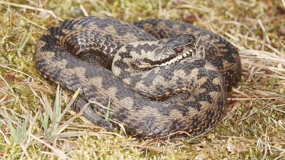 Die Kreuzotter aus der Familie der Vipern ist zum Reptil des Jahres 2024 gewählt worden.  © Foto: dpa/DGHT (Axel Kwet)