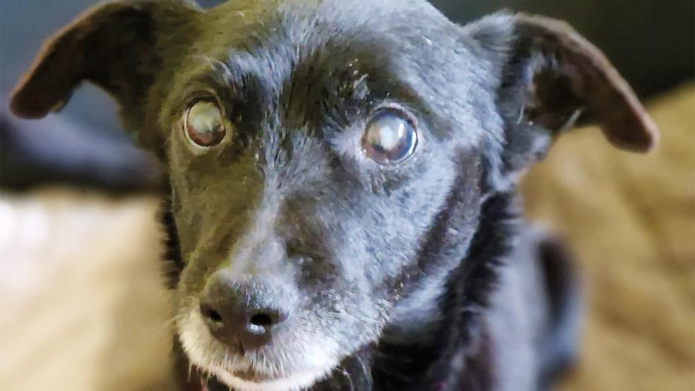 Hündin »Susi« lebt derzeit im Tierheim.  © Foto: Tierschutz