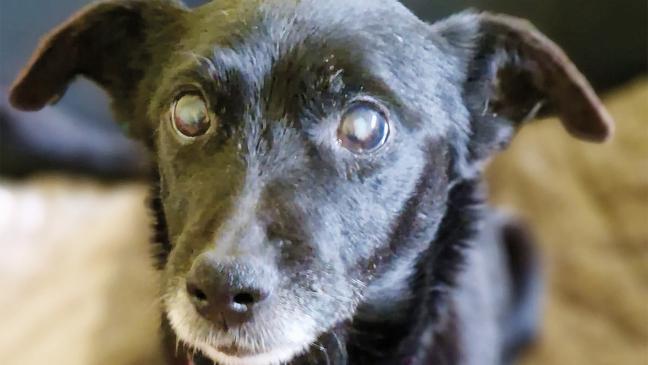 »Susi« sucht liebevolles Zuhause