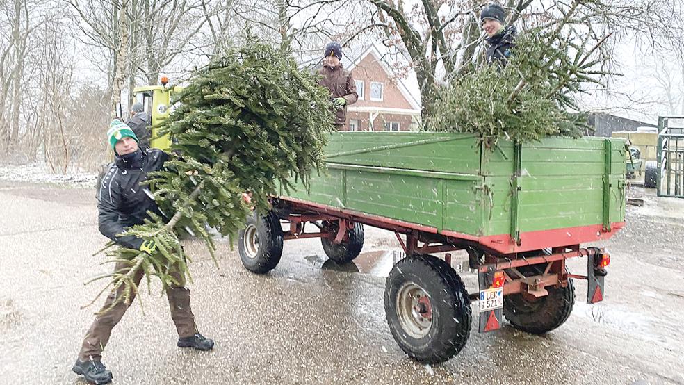 Tammo Schmidt wirft an der Grüßen Stiege schwungvoll einen ausgedienten Weihnachtsbaum auf den Anhänger.  © Foto: Kuper
