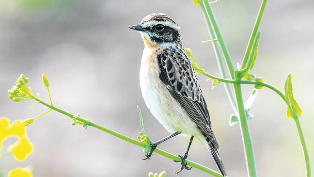 Vogelgezwitscher verstummt in Ostfriesland
