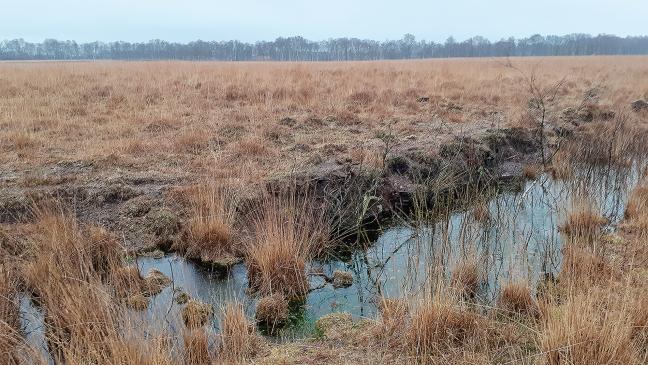 Wasserkur für Moore