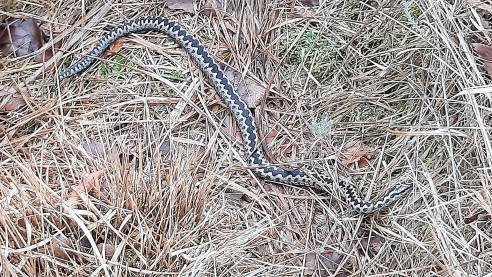 Mit etwas Glück können die Helfer der Mooraktionstage darauf hoffen, eine Kreuzotter zu finden.  © Foto: Nabu/Michael Steven