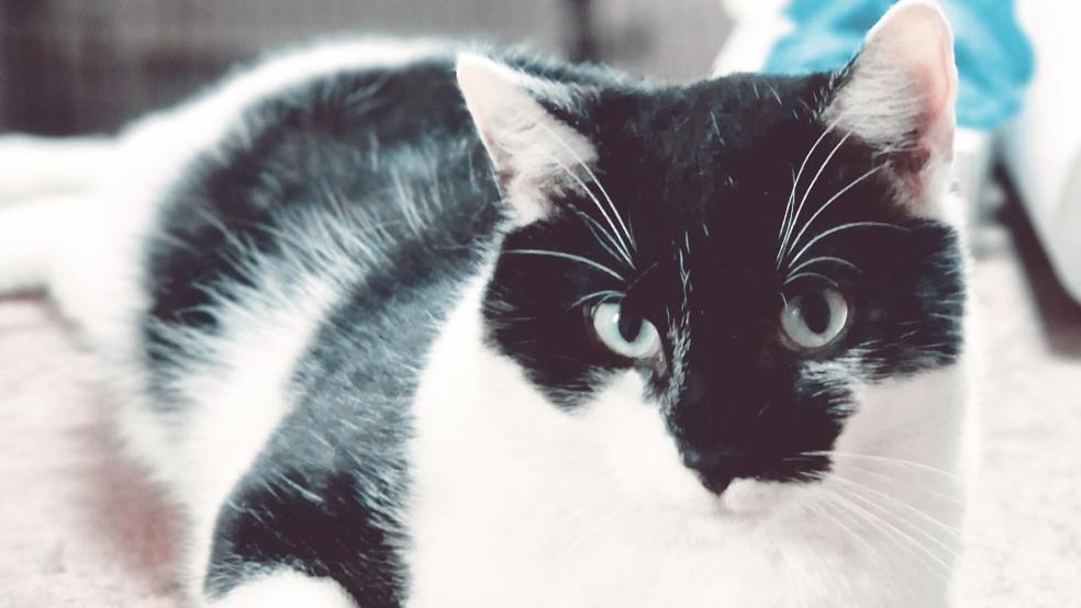 »Gesu« hat eine besondere Gesichtsfärbung.  © Foto: Tierschutz