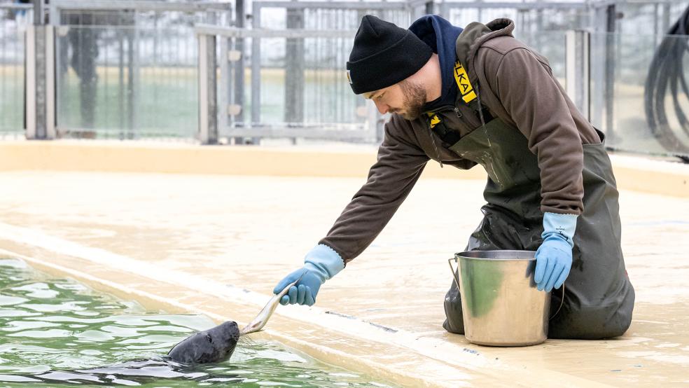 Ein Kegelrobben-Jungtier wird in der Seehundstation Norddeich von Tierpfleger Fabian Gathmann gefüttert. Kurz vor dem Ende der Wurfsaison bei den Kegelrobben haben die beiden Seehundstationen in Niedersachsen und Schleswig-Hostein bislang rund drei Dutzend Jungtiere in ihre Obhut genommen.  © Fotos: Penning/dpa