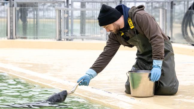 Seehundstation nimmt Robben auf