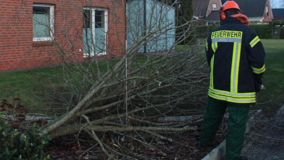 Die Feuerwehr sicherte den Baum vor dem Umstürzen und zerlegte ihn. © J. Rand/Feuerwehr