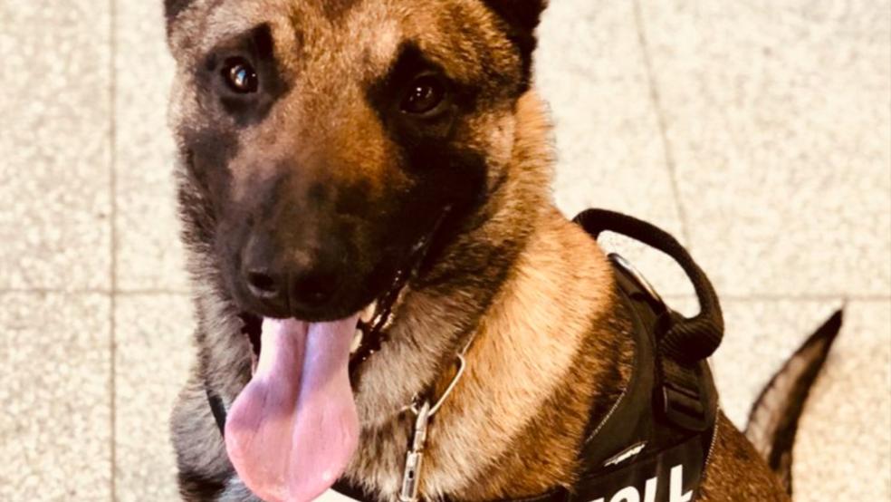 Spürhund "Bruk" hat wieder ein feines Näschen bei einer Zugkontrolle bewiesen. © Hauptzollamt Oldenburg