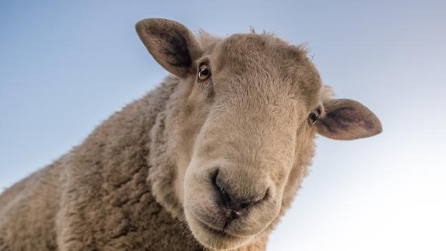 Schlachtabfälle und Fundtiere sorgen für Rätsel