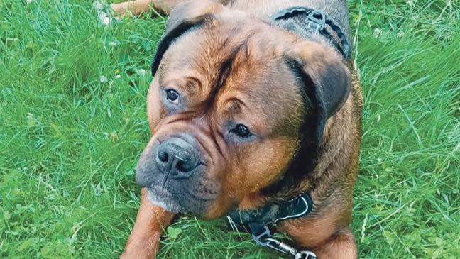 »Tyson« sucht erfahrenen Halter