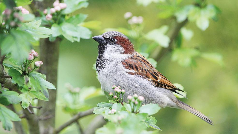 Der Haussperling zählt zu den Singvögeln und ist auch in Ostfriesland weit verbreitet.  © Foto: NABU/Christoph Moning