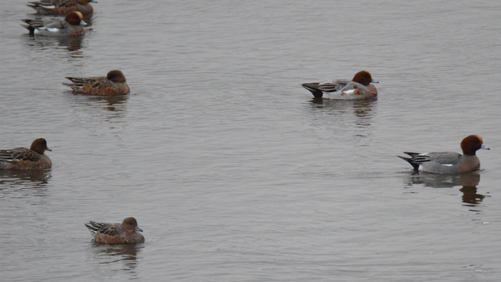 Viele Entenarten, wie zum Beispiel die Pfeifente, sind auf dem Swartwolder Kolk zu beobachten.  © Foto: NABU/Busemann