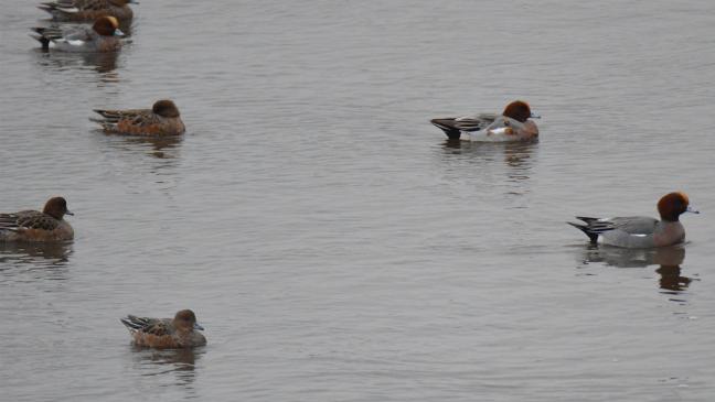 Auf den Spuren der Zugvögel