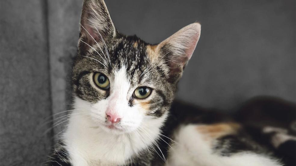 Die junge Katze »Judy« sucht ein Zuhause.  © Foto: Tierschutz