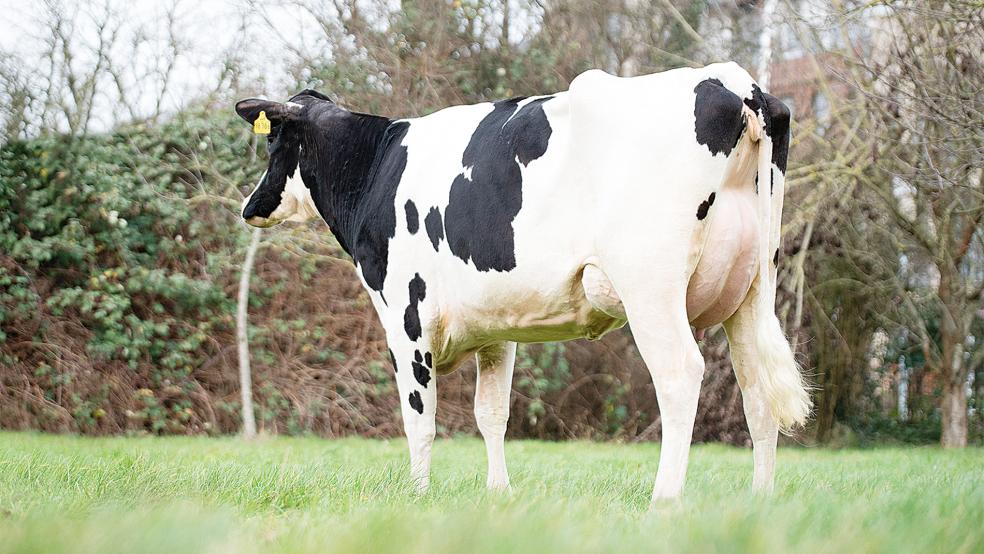 Das Zuchtvieh des Vereins Ostfriesischer Stammviehzüchter findet nach wie vor seine Käufer, auch wenn die Preise bei der Februar-Auktion in Leer insgesamt nachgaben.  © Symbolfoto: VOST