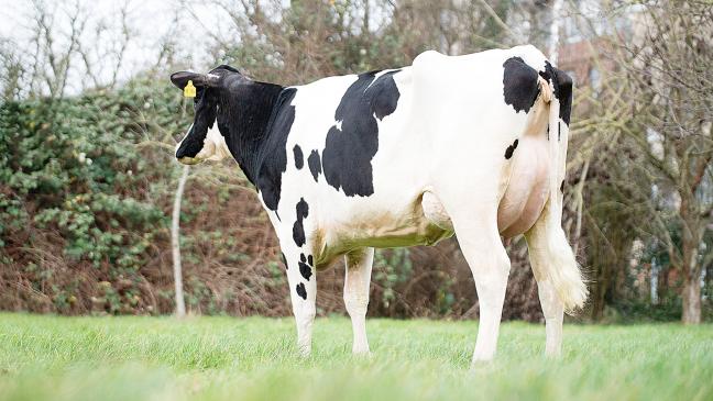 Preisabschläge für Zuchtbullen und Färsen