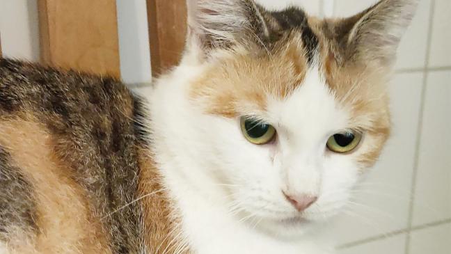 »Konico« sucht ein Zuhause