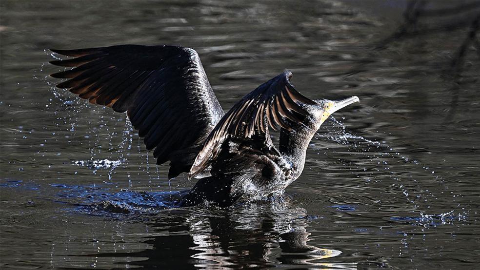 Ein Kormoran schwimmt durch Gewässer.  © Foto: dpa